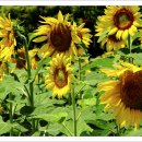 위봉산성마을 이미지