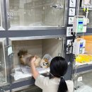 안성축협동물병원 | 안성24시동물병원 반려견 백내장 수술 후기