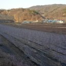 예천군용문면원류보건진료소 | 복분자 제배 농가의일상