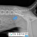 호명동물병원 이미지