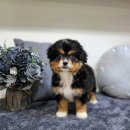 몽냥몽냥 강아지분양 고양이분양 송파점 이미지