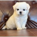 행복한강아지 이미지