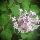 (유)정향 이미지