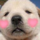 둥이 이미지
