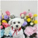 오늘도 예쁘개 이미지