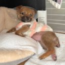 아람이네 이미지