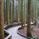 한라산둘레길 사려니숲길 이미지