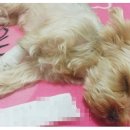 y동물병원 이미지