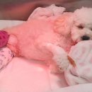 백슬동물병원 이미지