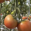 상주고등학교 | 「 스마트팜 혁신밸리 8기 」 자소서 작성 TIP부터 1등 합격까지_경북