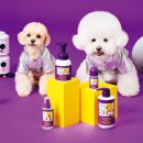 우리집 댕댕이 이미지