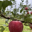 오시롬 농장 이미지