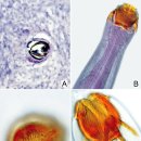 관상어 구피 및 베타의 소화관 기생 선충류 Camallanus cotti 이미지