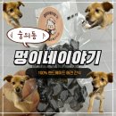 멍이네 | 숭의동 애견 수제간식 멍이네이야기 배달 포장 솔직후기