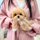 10~30만원대 아가들 소개해요 / 동물등록비용 이외 추가금X 이미지