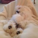 퍼피멜로디 이미지