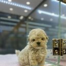 나라애견본점 이미지