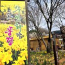 씨마켓세종 | 서산봄여행 4월 가볼만한곳 유기방가옥 수선화 개화상황 입장료 주차장정보