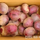 당도 높은 제주레드비트 50% 맛보기 이벤트 이미지