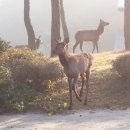 풍천사슴농장 이미지