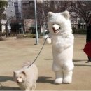 개주인 이미지