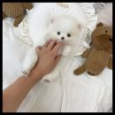 멍앤냥 강아지고양이 안양점 이미지