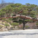 모노마노 | [경기/광주] 휠체어로 도전한 봄날의 화담숲, 그 찬란하고 치열했던 '등반' 기록 (2023.03.31)