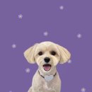 하얀이언니네 이미지