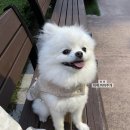 까까보개 이미지