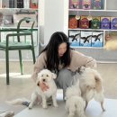 댕댕하동 이미지