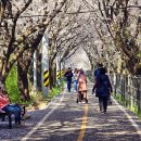 조천변 벚꽃길 이미지