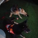 수안이네 이미지