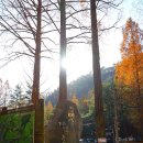 수원-0094 | [공지] 장태산자연휴양림,(대전 단풍 명소, 최초 민간인 휴양림) 다녀온 후기