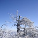 1월23일(목) 태백산 눈꽃산행(폭파) 이미지