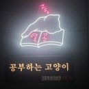 공부하는고양이