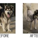 우리집강아지 이미지