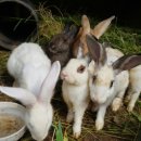 자일랜드 이미지