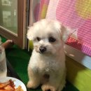 댕댕이밥상 이미지