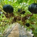 김승환 농장 이미지