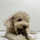 멈머다냥 이미지