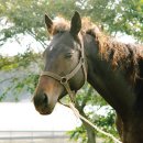 의귀리마을 이미지