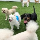 멍찌애견유치원 이미지