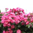 제주향토음식점 이미지