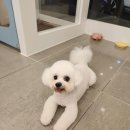 허니애견 이미지