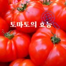 토마토 이미지