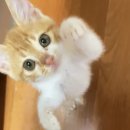 고양이집사 이미지