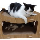 못말리는 고양이 이미지