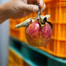 안만순농장 이미지