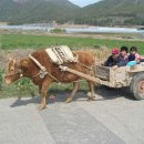 워낭소리 이미지