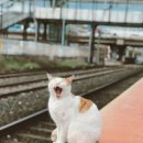 강아지 펫 헤븐 이미지